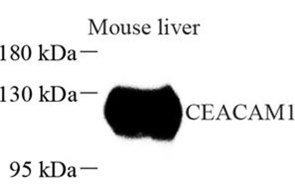 CEACAM1 antibody