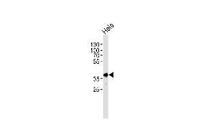 Western blot analysis of lysate from Hela cell line, using Mouse Pbk Antibody (N-term) (ABIN1881635 and ABIN2838408).