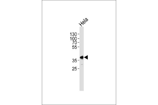 PBK antibody  (N-Term)