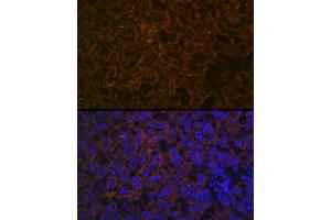 Immunofluorescence analysis of mouse placenta cells using CYP26 Rabbit mAb (ABIN7266654) at dilution of 1:100 (40x lens). (CYP26A1 antibody)