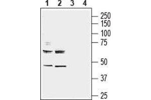Western blot analysis of mouse (lanes 1 and 3) and rat (lanes 2 and 4) brain membranes: - 1,2. (Neuregulin 3 antibody  (Extracellular, N-Term))
