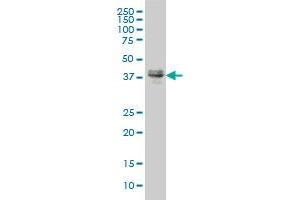 MEF2BNB monoclonal antibody (M09), clone 3D8 Western Blot analysis of MEF2BNB expression in MCF-7 ( Cat # L046V1 ). (MEF2BNB antibody  (AA 1-109))