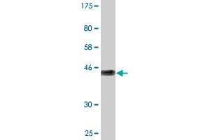 Western Blot detection against Immunogen (45. (GCET2 antibody  (AA 1-178))