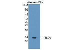Western Blotting (WB) image for anti-Fibroblast Growth Factor 2 (Basic) (FGF2) (AA 26-153) antibody (ABIN1858868) (FGF2 antibody  (AA 26-153))