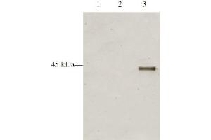 Western blot analysis is shown using Affinity Purified anti-p28 ING5 antibody to detect over expressed Human ING5 present in HeLa cell nuclear extracts. (ING5 antibody  (AA 127-140))
