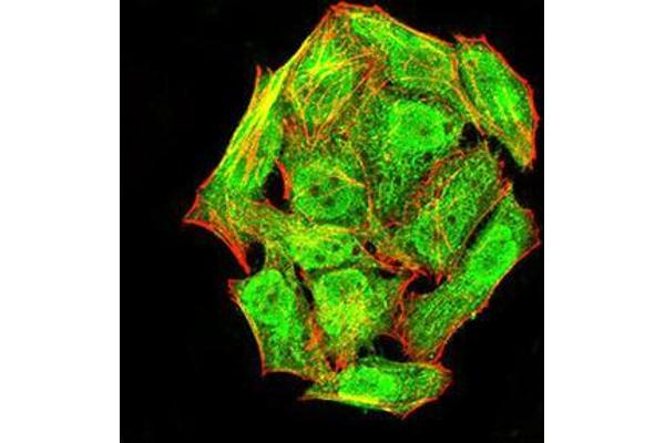NLRC4 antibody  (pSer533)