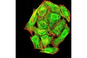 Immunofluorescence analysis of Hela cells using phospho-NLRC4(Ser-533) rat mAb (green). (NLRC4 antibody  (pSer533))