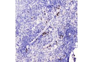 IHC testing of FFPE mouse spleen tissue with HE4 antibody at 0. (WFDC2 antibody  (AA 31-124))