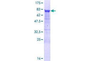 GRWD1 Protein (AA 1-446) (GST tag)