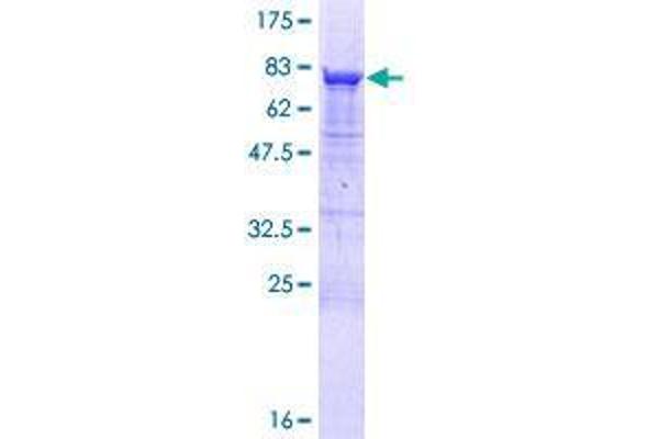 GRWD1 Protein (AA 1-446) (GST tag)