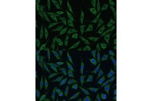 Immunofluorescence analysis of L929 cells using SUMF2 antibody (ABIN7270627) at dilution of 1:100. (SUMF2 antibody  (AA 45-320))