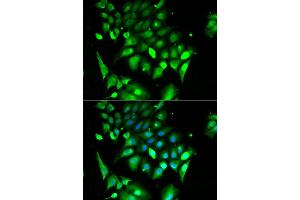 Immunofluorescence analysis of HeLa cell using BHLHE40 antibody.