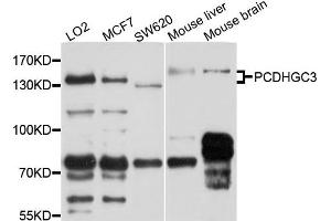 Western blot analysis of extract of various cells, using PCDHGC3 antibody. (Protocadherin gamma Subfamily C, 3 (PCDHGC3) antibody)