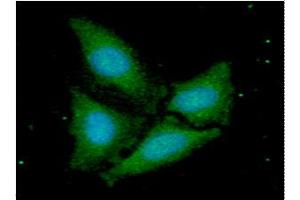 ICC/IF analysis of TTC11 in HaLa cells. (Fission 1 antibody  (AA 1-122))