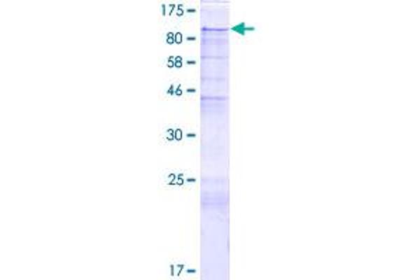 PIBF1 Protein (AA 1-757) (GST tag)