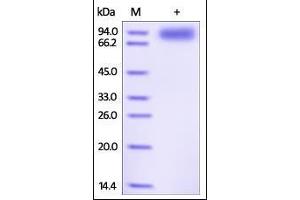 Human IL-1 RAcP, Fc Tag on SDS-PAGE under reducing (R) condition. (IL1RAP Protein (AA 21-359) (Fc Tag))