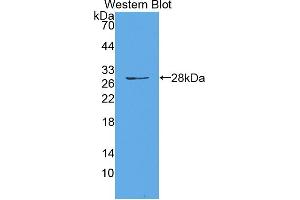 Figure. (HAUS7 antibody  (AA 4-319))