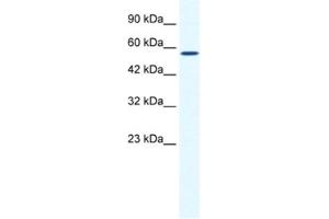 Western Blotting (WB) image for anti-Zinc Finger and BTB Domain Containing 44 (ZBTB44) antibody (ABIN2461235) (ZBTB44 antibody)
