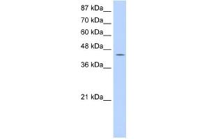 WB Suggested Anti-GTPBP9 Antibody Titration:  0. (OLA1 antibody  (C-Term))