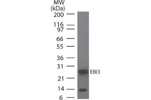 Image no. 1 for anti-Interleukin-27 subunit beta (IL-27b) antibody (ABIN959966) (EBI3 antibody)