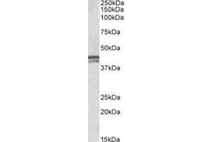 AP31102PU-N APOL1 antibody staining of Human Placenta lysate at 0.
