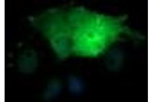 Image no. 9 for anti-SEC14 and Spectrin Domains 1 (SESTD1) antibody (ABIN1501066) (SESTD1 antibody)