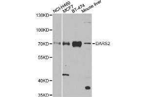 Western blot analysis of extracts of various cell lines, using DARS2 antibody. (DARS2 antibody)