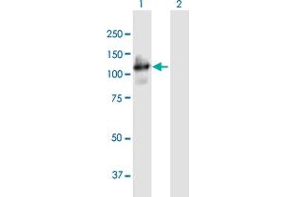 Protocadherin gamma Subfamily A, 4 (PCDHGA4) (AA 1-931) antibody