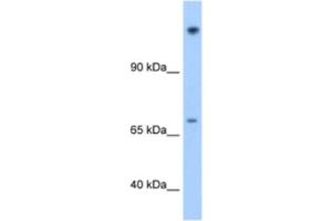Western Blotting (WB) image for anti-Family with Sequence Similarity 129, Member A (FAM129A) antibody (ABIN2462620) (Niban antibody)