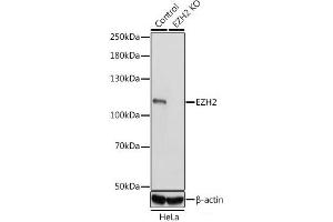 Western blot analysis of extracts from normal (control) and EZH2 knockout (KO) HeLa cells using EZH2 Polyclonal Antibody at dilution of 1:1000. (EZH2 antibody)