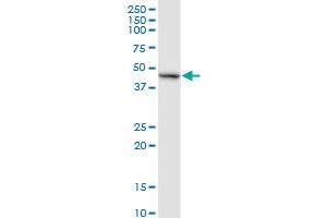 RELT MaxPab rabbit polyclonal antibody. (RELT antibody  (AA 1-430))