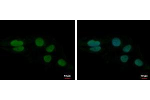 ICC/IF Image LUZP4 antibody [N1C3] detects LUZP4 protein at nucleus by immunofluorescent analysis. (LUZP4 antibody)