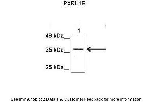 Lanes:  Lane1: 50 ug mouse heptoma cell lysate Primary Antibody Dilution:  1:1000 Secondary Antibody:  Anti-rabbit HRP Secondary Antibody Dilution:  1:5000 Gene Name:  PORL1E Submitted by:  Eekjoong Park, UCSD (POLR1E antibody  (N-Term))