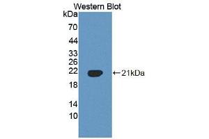 Western blot analysis of the recombinant protein. (PLSCR3 antibody  (AA 99-253))