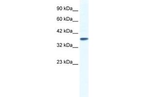 Western Blotting (WB) image for anti-Potassium Channel, Subfamily K, Member 3 (KCNK3) antibody (ABIN2461097) (KCNK3 antibody)
