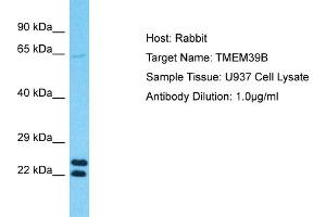 Host: Rabbit Target Name: TMEM39B Sample Type: U937 Whole Cell lysates Antibody Dilution: 1. (TMEM39B antibody  (N-Term))