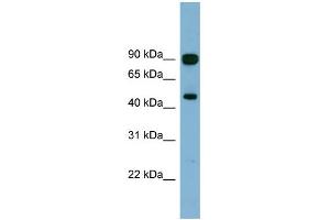 WB Suggested Anti-AGK Antibody Titration: 0. (Acylglycerol Kinase antibody  (N-Term))