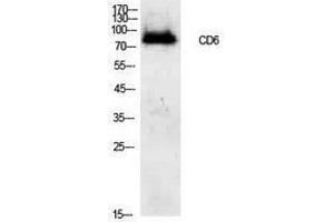 Western Blotting (WB) image for anti-CD6 (CD6) (Internal Region) antibody (ABIN3181430)