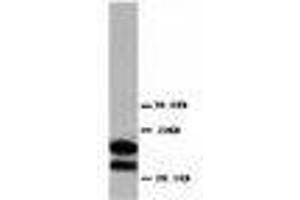 Image no. 1 for anti-Myelin Basic Protein (MBP) (AA 182-197) antibody (ABIN1493394) (MBP antibody  (AA 182-197))