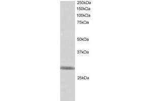 Image no. 1 for anti-Ring Finger Protein 141 (RNF141) (C-Term) antibody (ABIN374327) (RNF141 antibody  (C-Term))