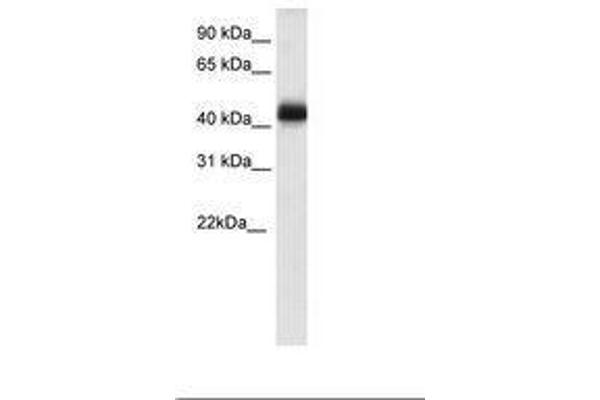 NK2 Homeobox 4 antibody  (C-Term)