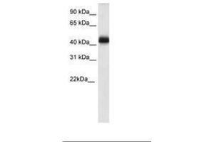NK2 Homeobox 4 Antikörper  (C-Term)