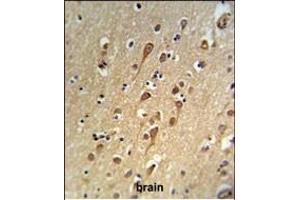 URG4 Antibody (Center) (ABIN653942 and ABIN2843171) IHC analysis in formalin fixed and paraffin embedded brain tissue followed by peroxidase conjugation of the secondary antibody and DAB staining. (URGCP antibody  (AA 466-495))