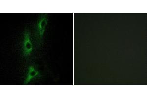 Peptide - +Western blot analysis of extracts from HeLa cells, using ADRB2 antibody. (beta 2 Adrenergic Receptor antibody)