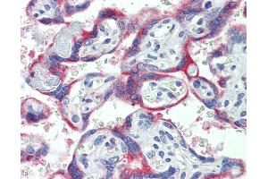 Anti-NOX2 antibody IHC of human placenta. (CYBB antibody  (AA 151-163))