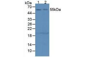 Figure. (SERPING1 antibody  (AA 211-331))