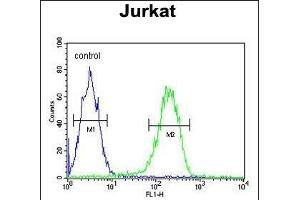 N3 Antibody (C-term) (ABIN651149 and ABIN2840100) flow cytometric analysis of Jurkat cells (right histogram) comred to a negative control cell (left histogram). (PAN3 antibody  (C-Term))