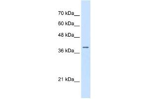 WB Suggested Anti-STRAP Antibody Titration:  0. (STRAP antibody  (N-Term))