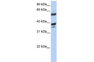 DNAJB1 antibody used at 1 ug/ml to detect target protein. (DNAJB1 antibody)
