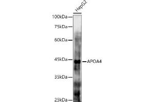 Western blot analysis of extracts of HepG2 cells, using  antibody (ABIN6131047, ABIN6137000, ABIN6137001 and ABIN6225090) at 1:1000 dilution. (APOA4 antibody  (AA 227-396))
